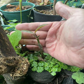 Grafted Mundu Mangosteen Plant